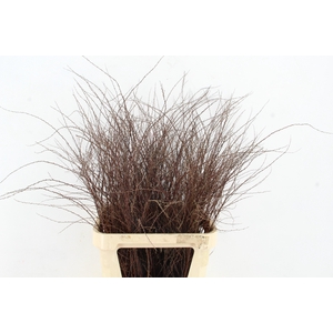 SPIREA ARGUTA PER STEM 100CM