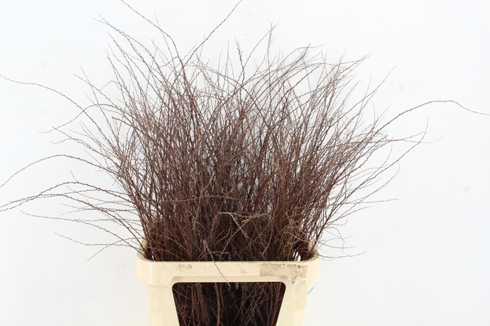 <h4>SPIREA ARGUTA PER STEM 100CM</h4>