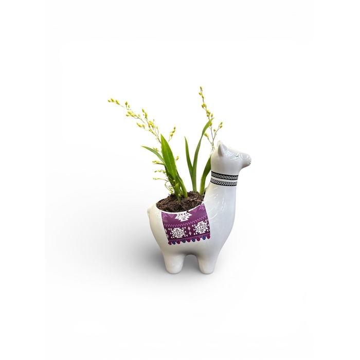 <h4>Oncidium Ov LAMA</h4>