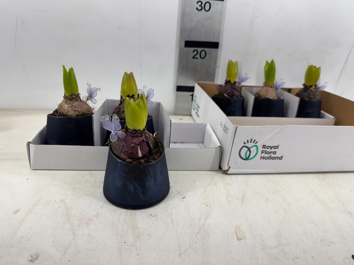 <h4>ARR HYACINTH</h4>