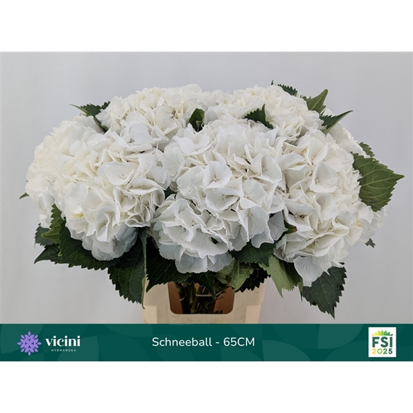 <h4>Hydr Schneeball 65 cm Vicini</h4>