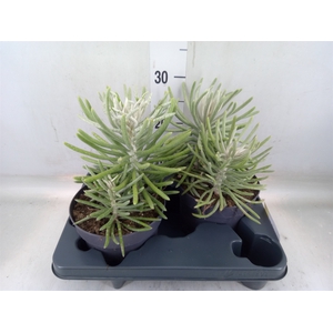 Senecio   ...