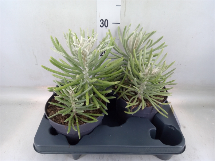 <h4>Senecio   ...</h4>
