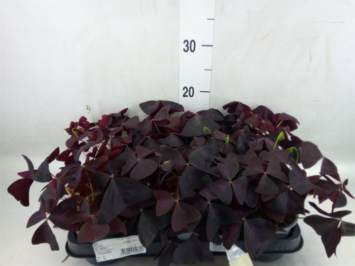 <h4>Oxalis   ...</h4>