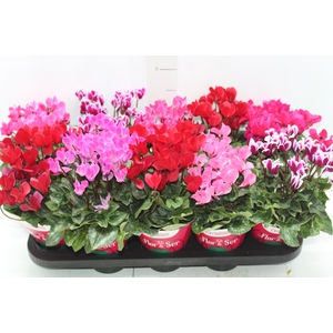 CYCLAMEN MINI P11