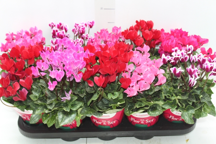 <h4>CYCLAMEN MINI P11</h4>