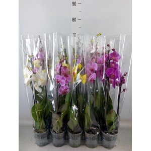 Phalaenopsis   ...mix  5