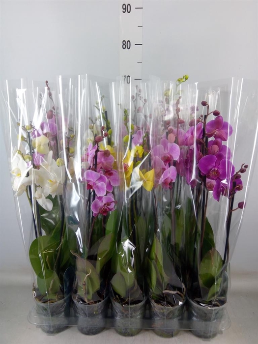<h4>Phalaenopsis ...mix 5</h4>