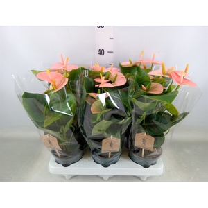 Anthurium andr. 'Spirit'