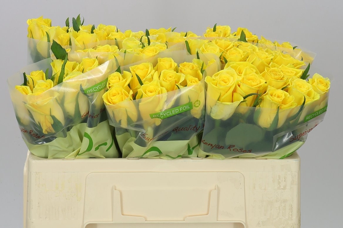 <h4>Rosa Gr Moonwalk</h4>