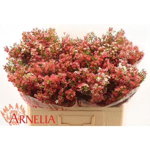 CHAME UN MY SWEET 16