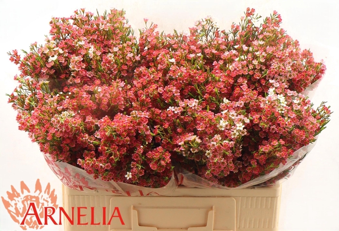 <h4>CHAME UN MY SWEET 16</h4>