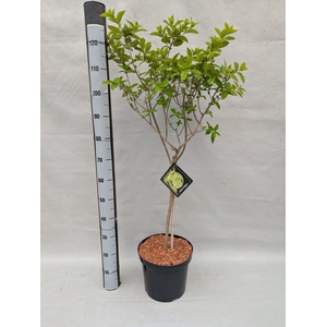 HYDR PANICULATA