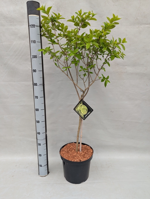 <h4>HYDR PANICULATA</h4>