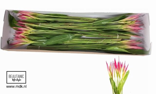 <h4>HELIC PS SASSY</h4>