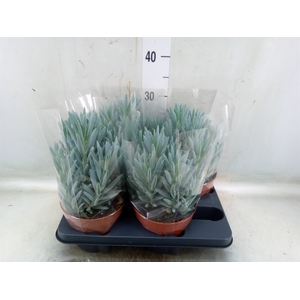 Curio ficoides 'Stelvio'