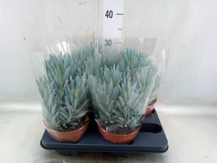 <h4>Curio ficoides 'Stelvio'</h4>