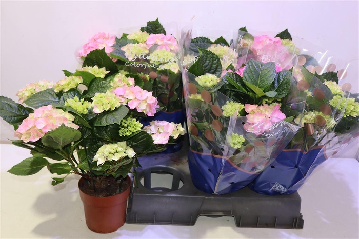 <h4>Hydr M Sarena</h4>