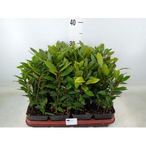 Laurus nobilis