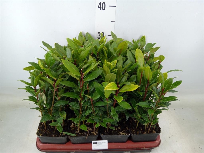<h4>Laurus nobilis</h4>
