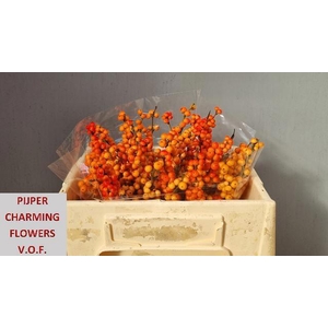 ILEX VE WINTER GOLD