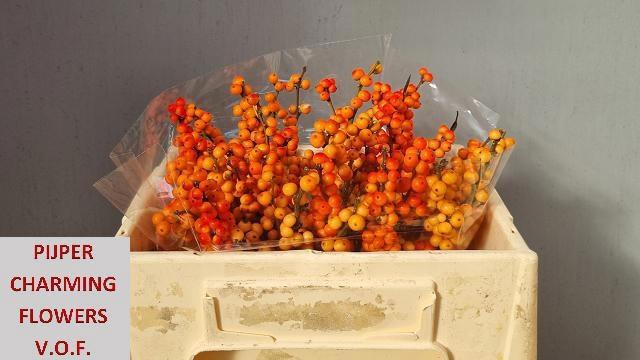 <h4>ILEX VE WINTER GOLD</h4>