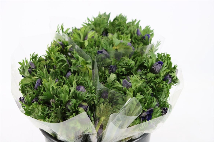 <h4>Anem Marianne Blue</h4>