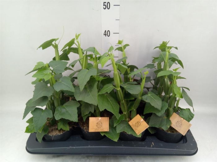 <h4>Cissus   ...</h4>