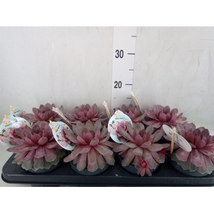 Sempervivum   ...