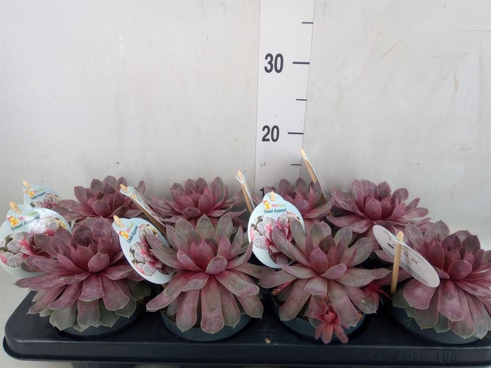 <h4>Sempervivum   ...</h4>