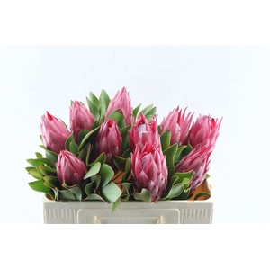 Protea Cy Madiba