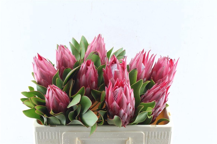 <h4>Protea Cy Madiba</h4>