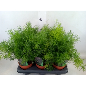 Asparagus dens. 'Mazeppa'