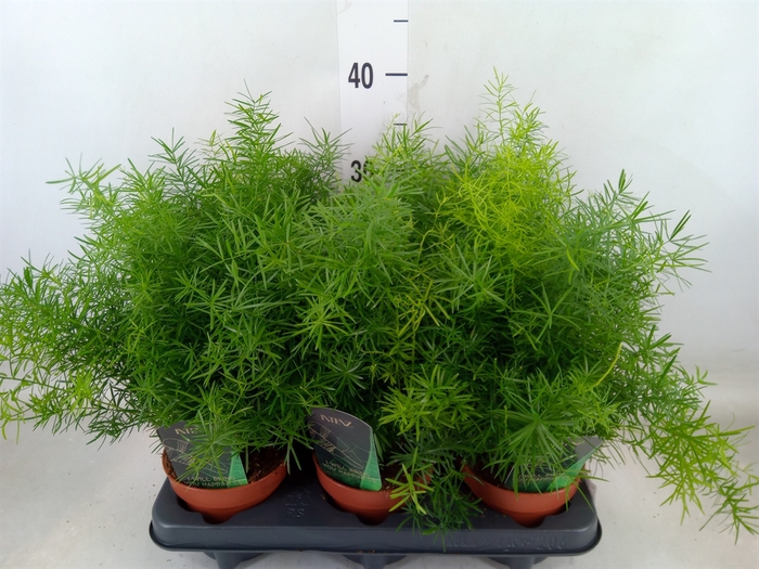 <h4>Asparagus dens. 'Mazeppa'</h4>