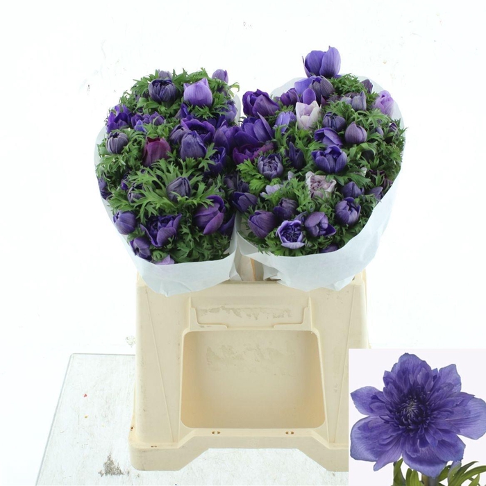 <h4>ANEM CO LEVAN BLU</h4>