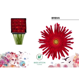 Gerbera large flowered curl-shaped Gerpasta Brenn