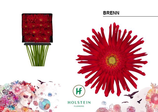 <h4>Gerbera large flowered curl-shaped Gerpasta Brenn</h4>