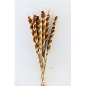 Dried Typha Tigre 10pc Bunch