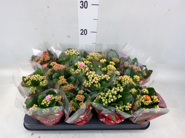 <h4>Kalanchoe blos.   ..rosebud mix  5</h4>