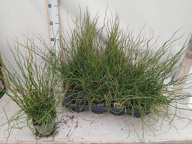 <h4>JUNC EF SPIRALIS</h4>