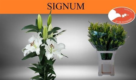 <h4>Li Or Signum 5+</h4>