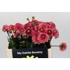 Dahlia Daisy Duke