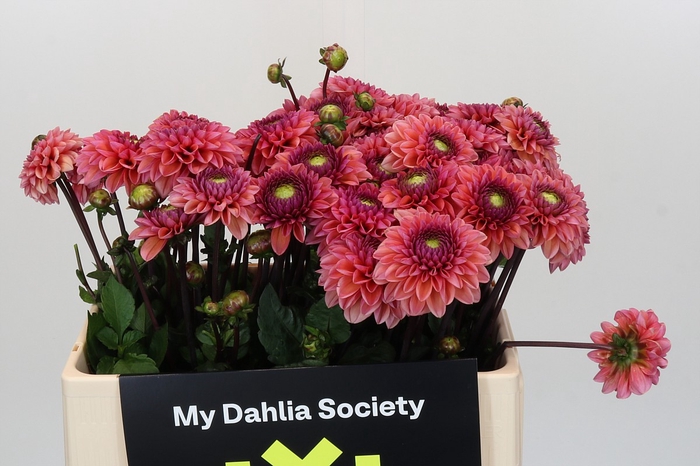 <h4>Dahlia Daisy Duke</h4>