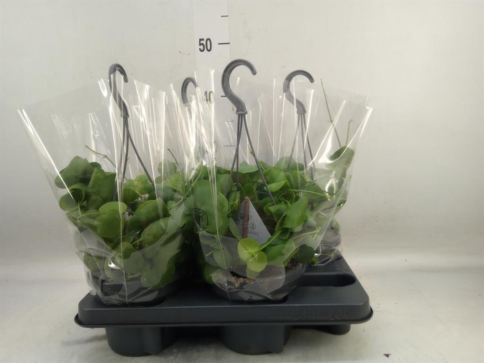 <h4>Dischidia platyphylla</h4>