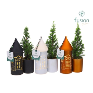 LED Duo glazen huis met Chamaecyparis