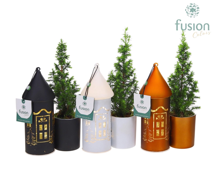 <h4>LED Duo glazen huis met Chamaecyparis</h4>