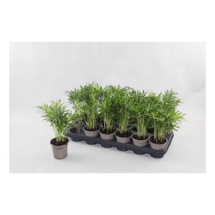 <h4>CHAMAED ELEGANS</h4>