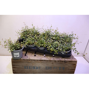 arr8 Muehlenbeck Com Maor