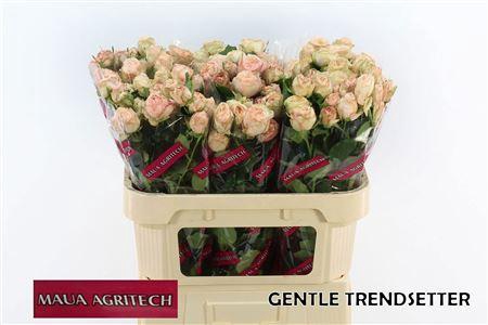<h4>R Tr Gen Trendsetter</h4>