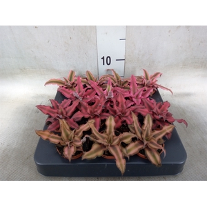 Cryptanthus   ...mix
